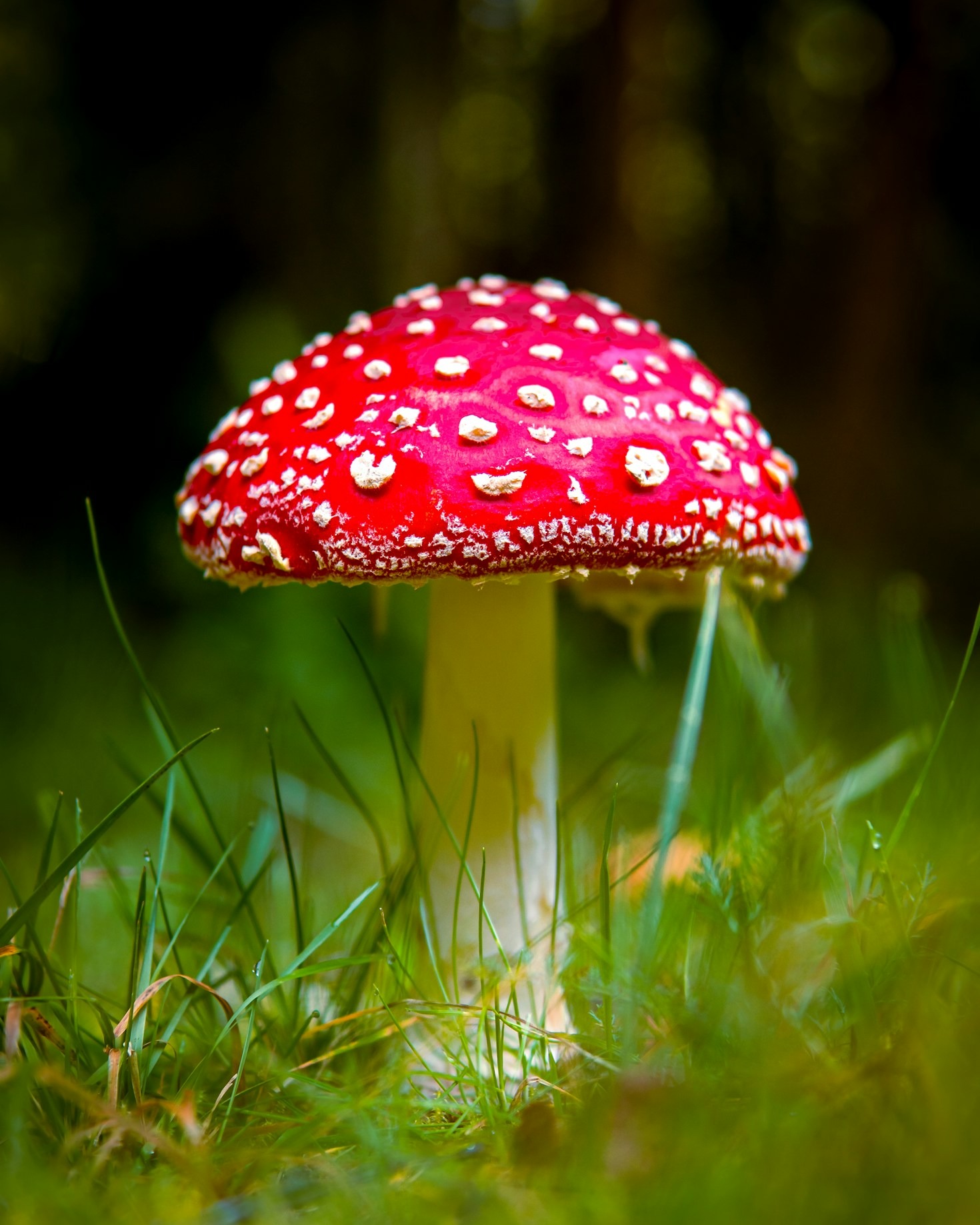 Top 10 Mushroom Varieties You Must Know