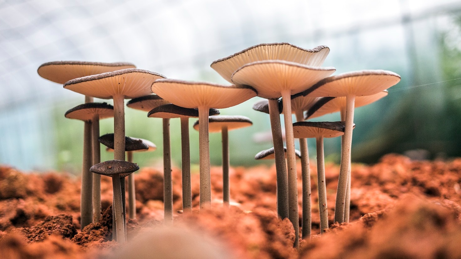 How Mushrooms Can Enhance Your Lifestyle