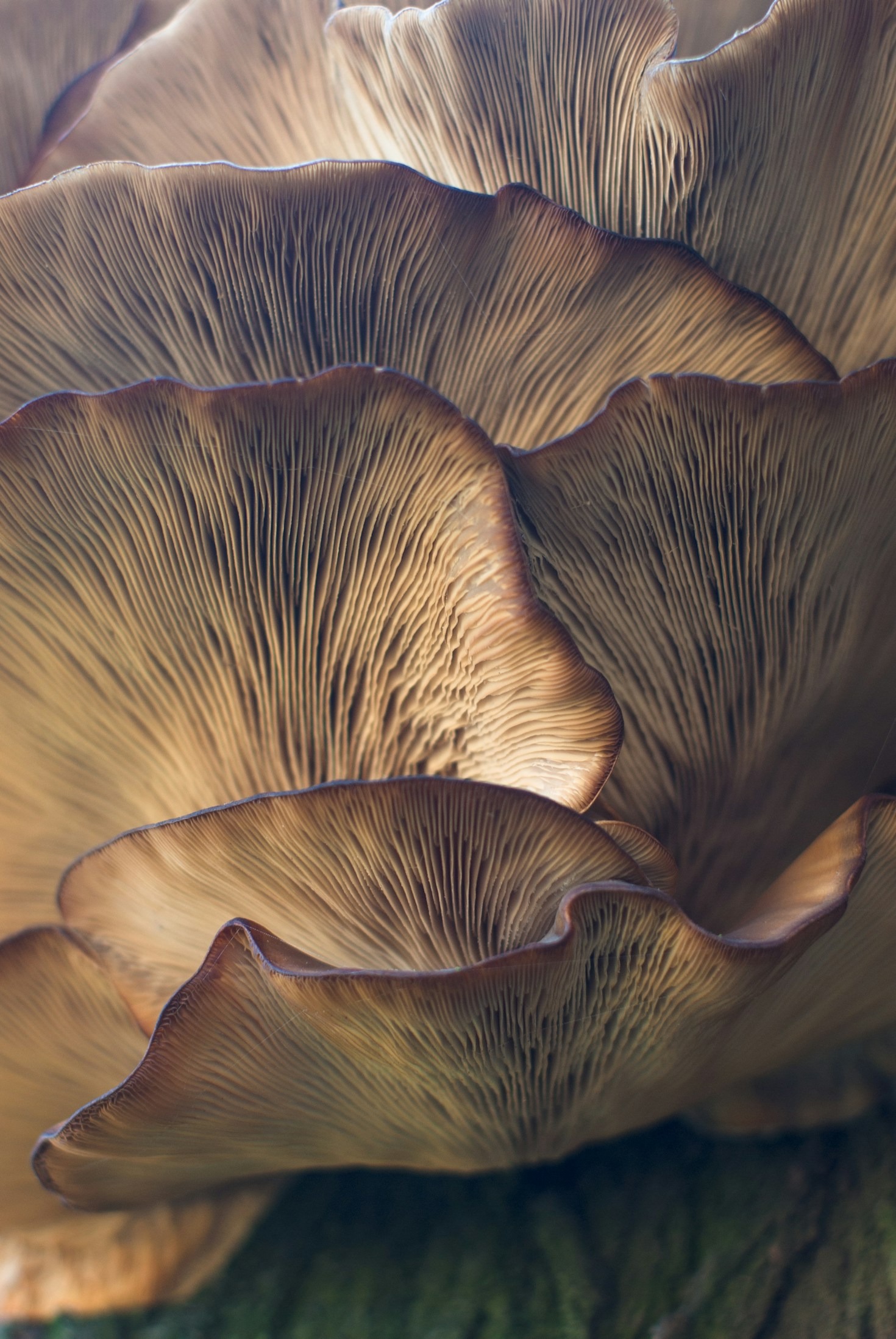 Mushrooms and THC: Benefits and Uses