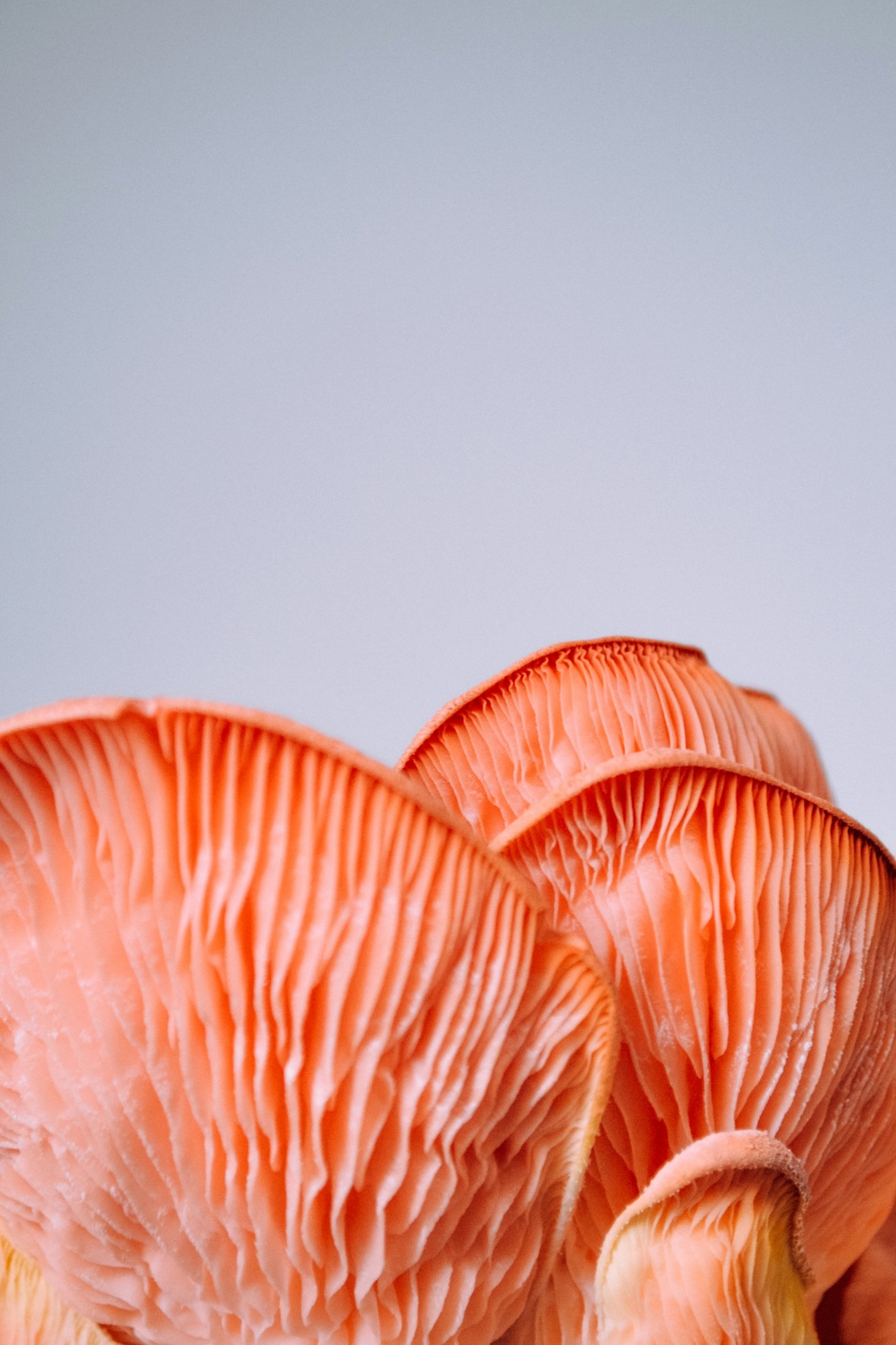 Exploring the World of Psychedelic Mushrooms